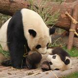 ＜今日はなんの日？＞3月20日は「上野動物園開園記念日」